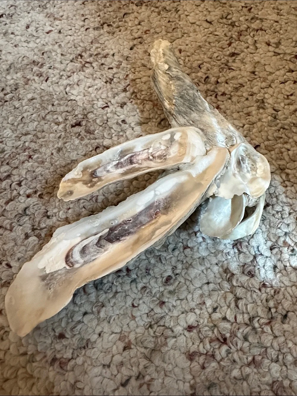Oyster cluster